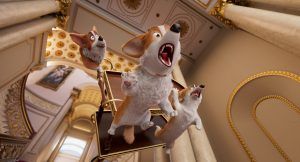 corgi dog 2019 3 1 3