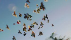 los que deseam 2019 3