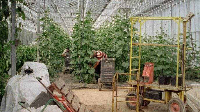 "Les Habitants" (2025), de Maureen Fazendeiro